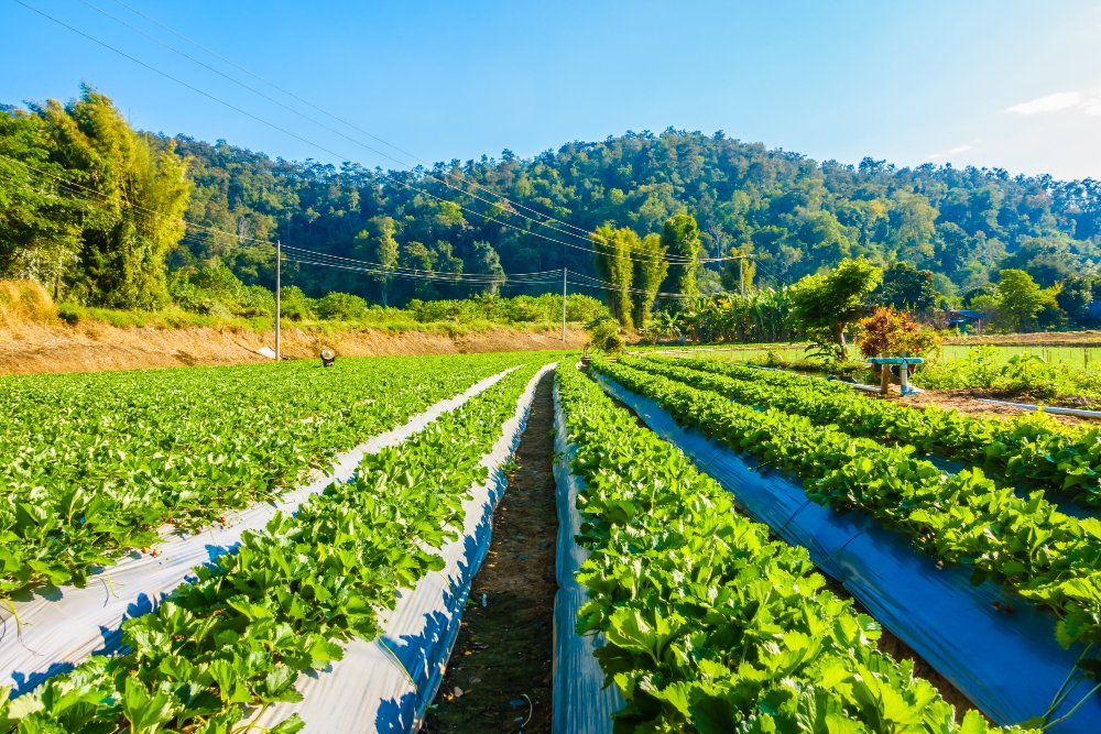 Landscape & Agriculture workforce in the Gulf